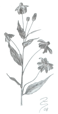 blume