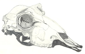 skull